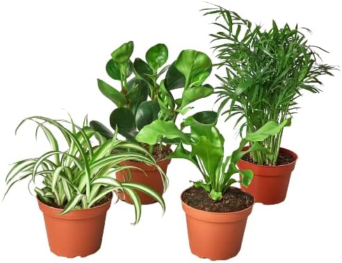 Pet Friendly Variety Bundle