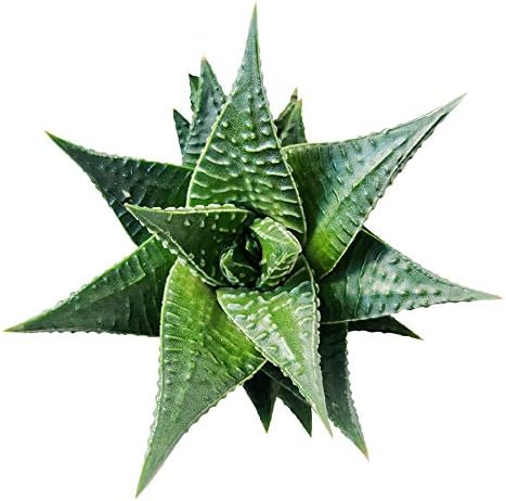 Fairy Washboard Haworthia
