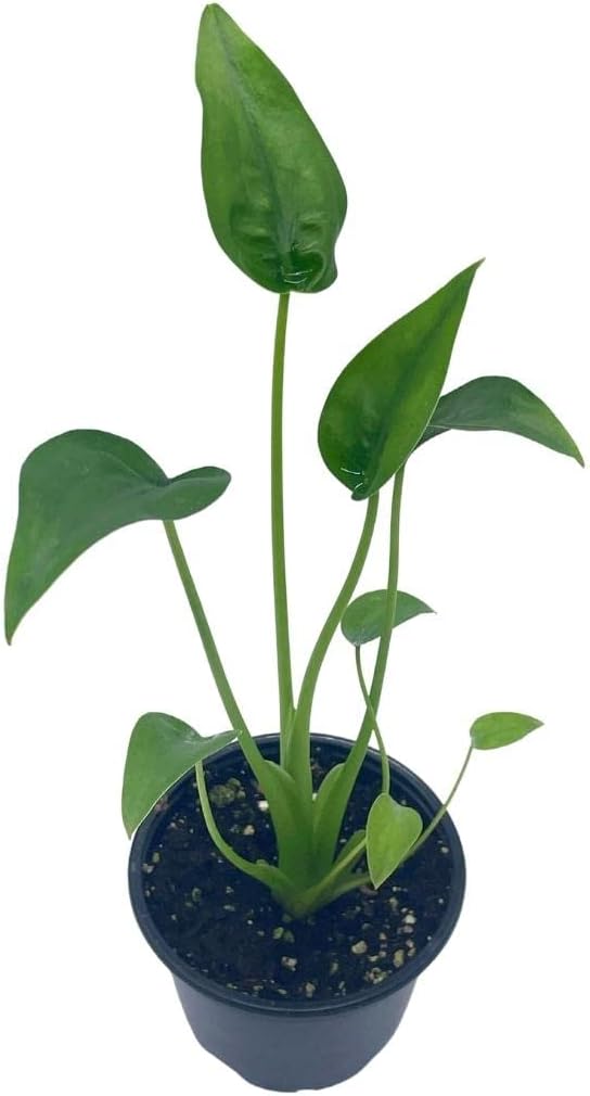 Alocasia Tiny Dancer 4 Pot