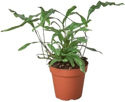 Fern Kangaroo Paw