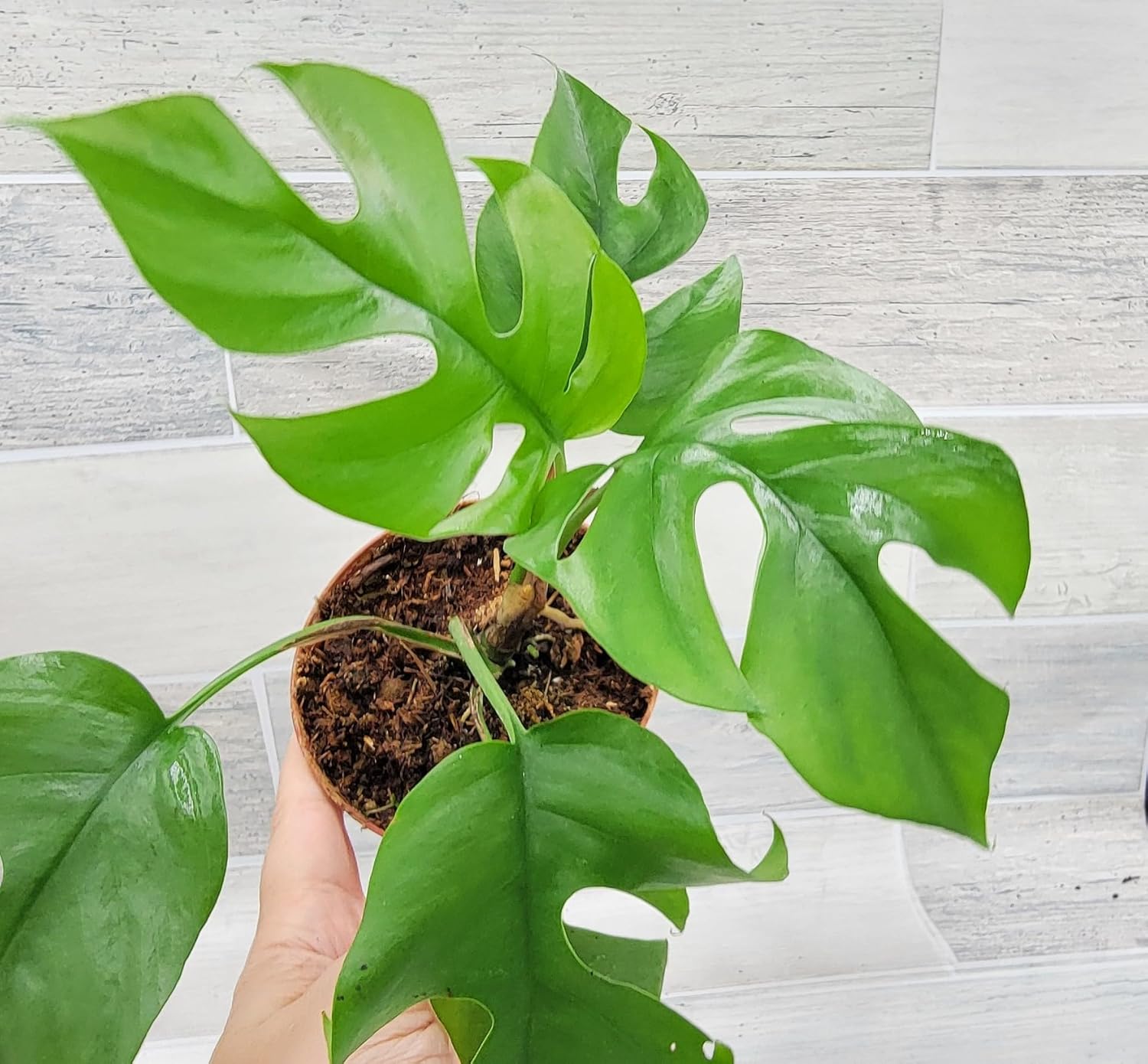 Philodendron Mini Monstera Minima