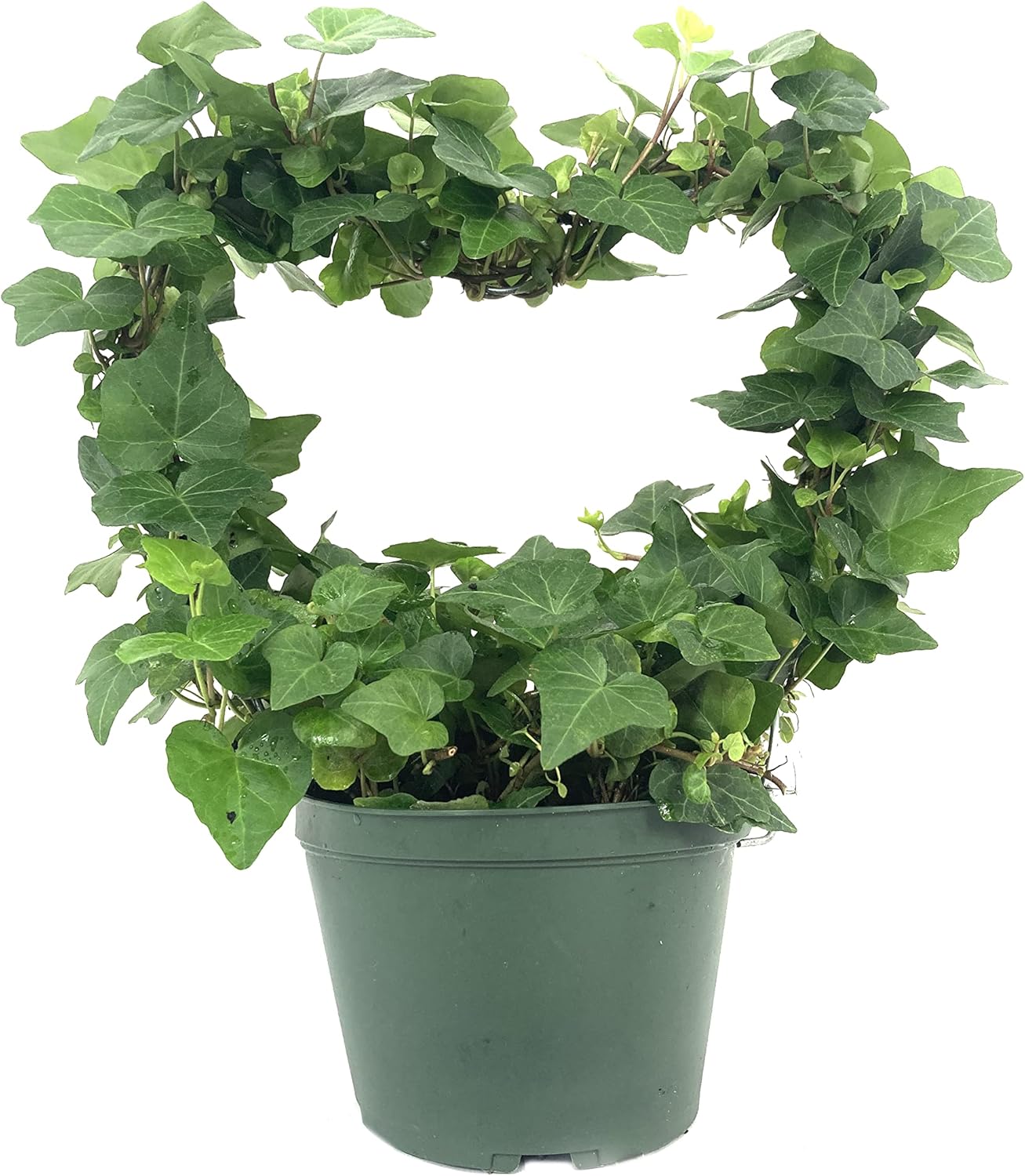 English Ivy Heart