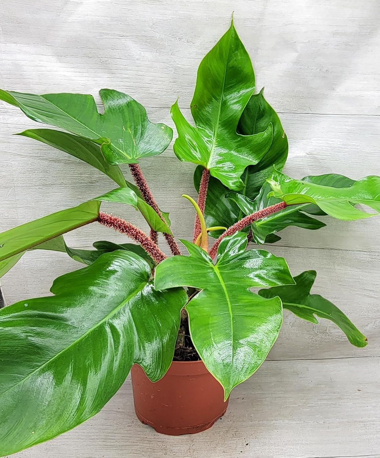 Philodendron Squamiferum