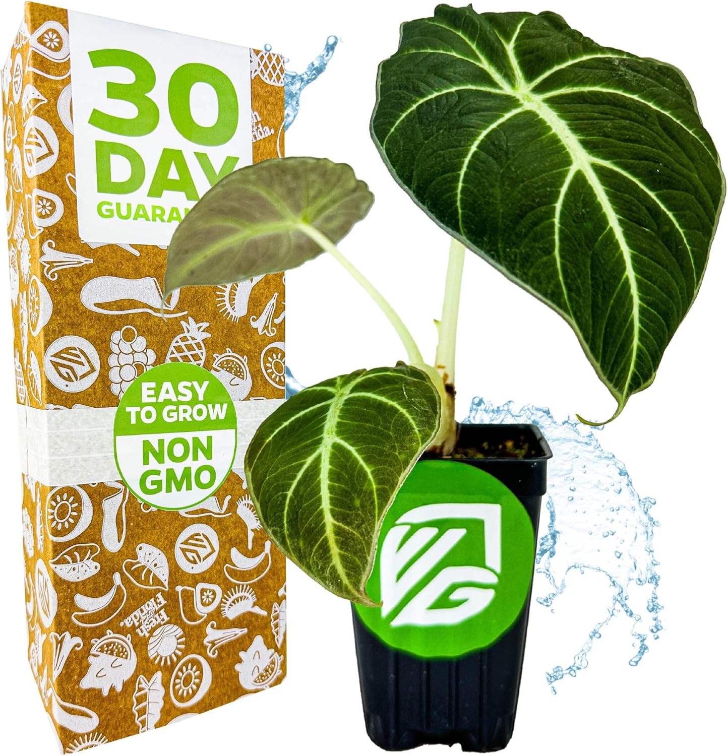 Alocasia Reginula Black Velvet