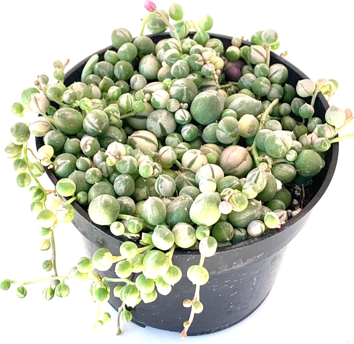 Succulent String Of Pearls Variegated