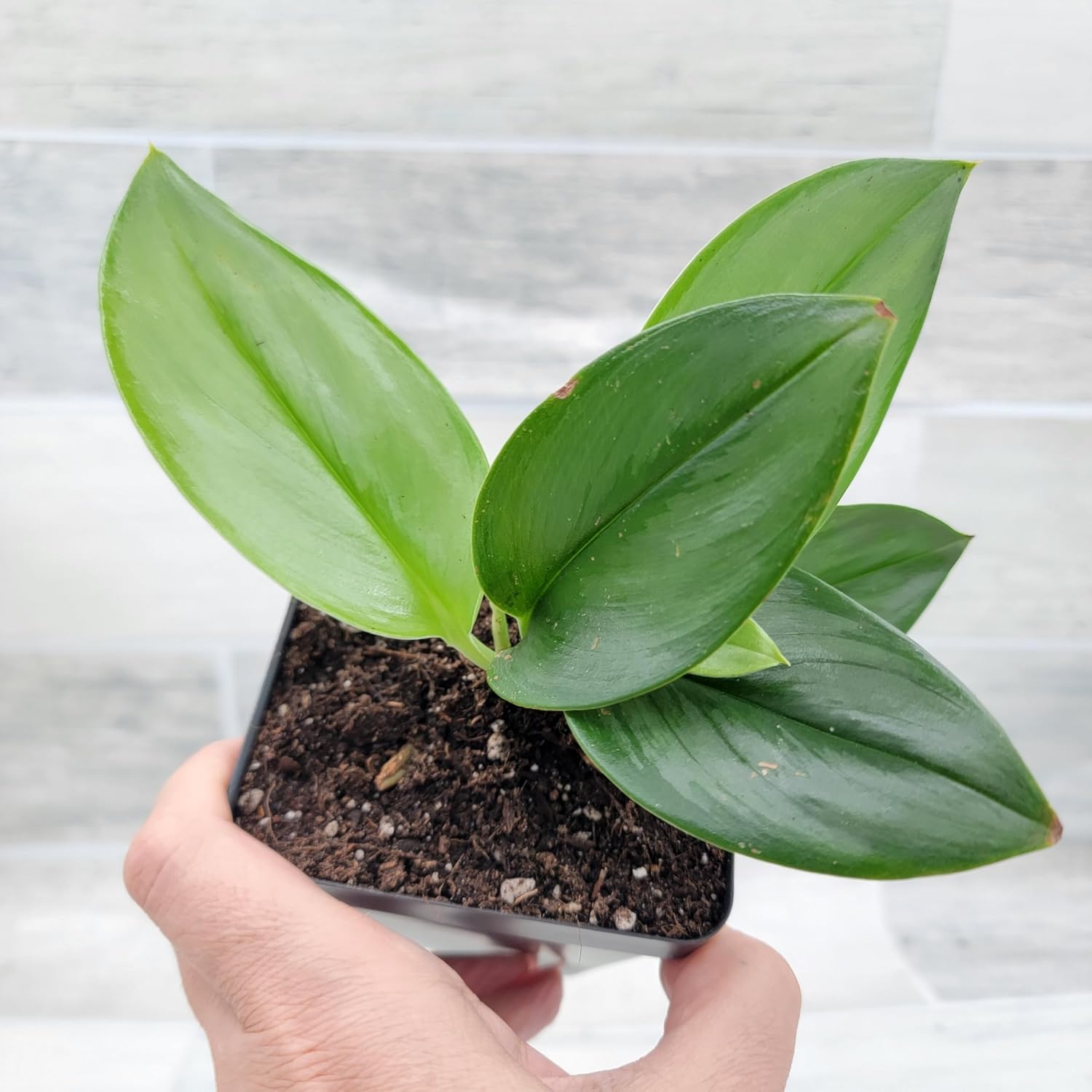 Scindapsus Moonlight 4 Pot