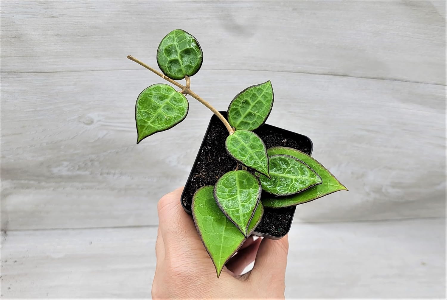 Hoya Black Margin