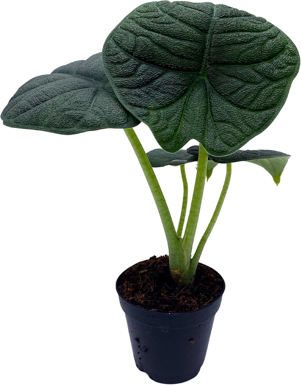 Alocasia Melo