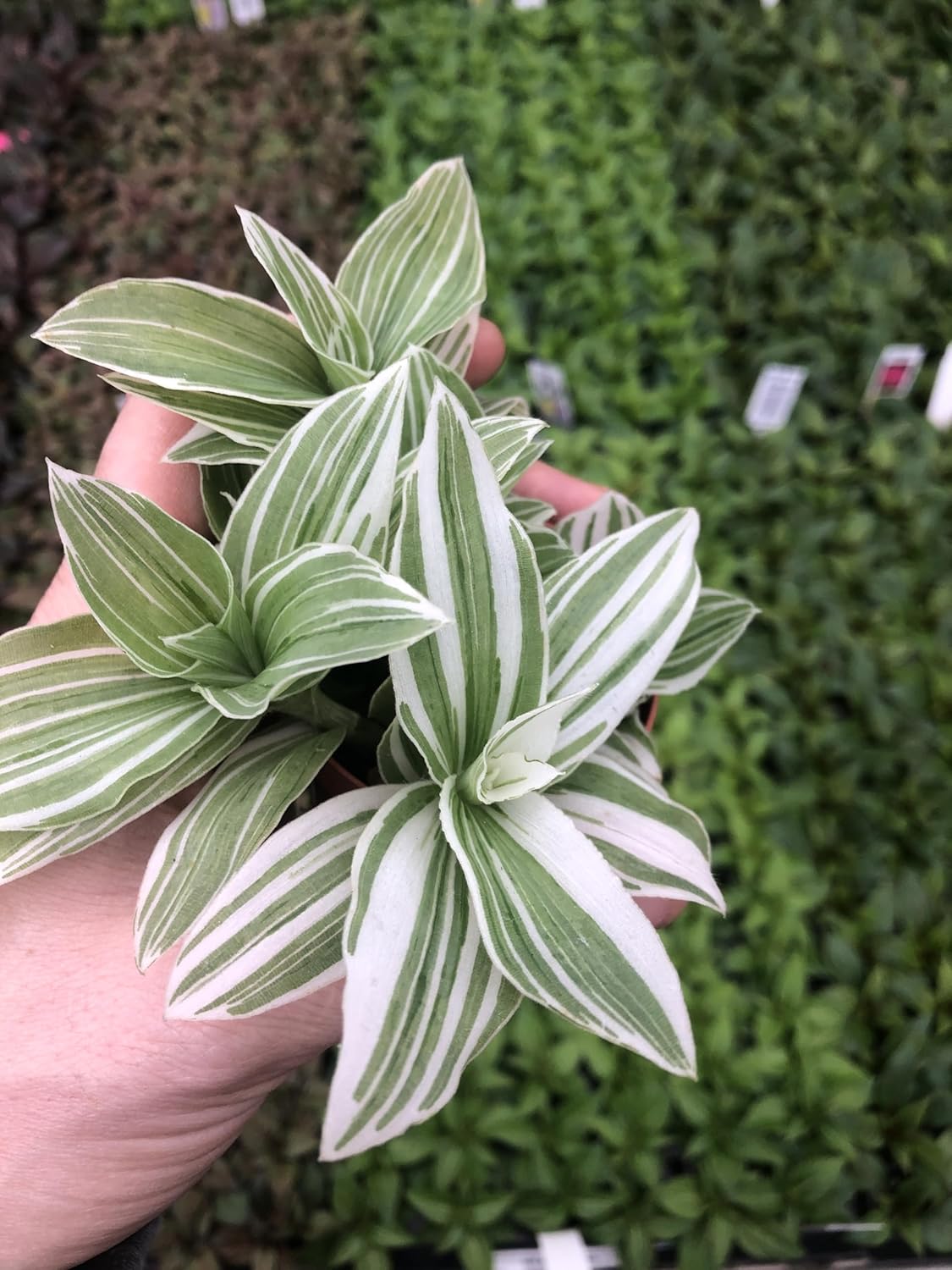 Tradescantia Sanna