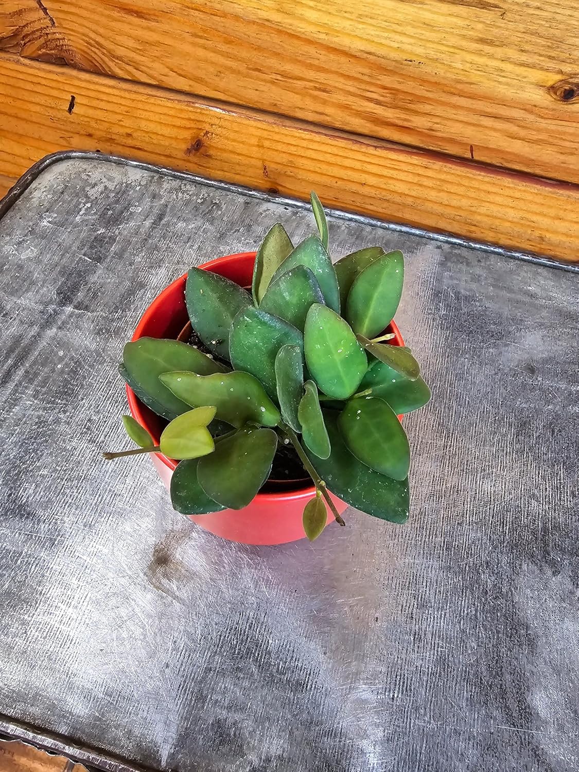 Hoya Bilobata