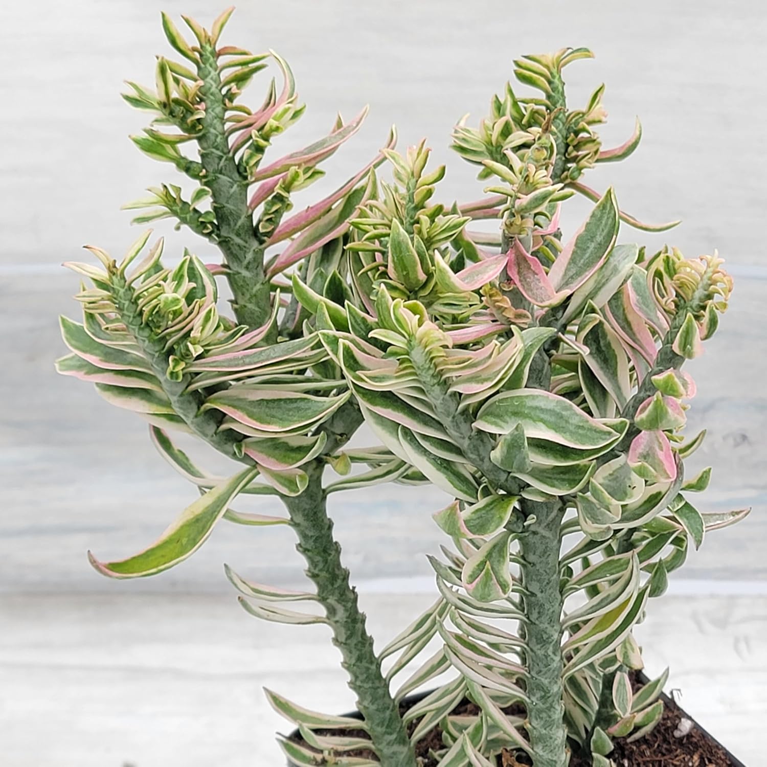 Devils Backbone Euphorbia