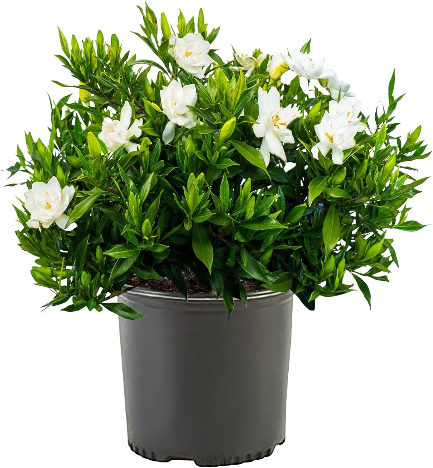 Gardenia Bush