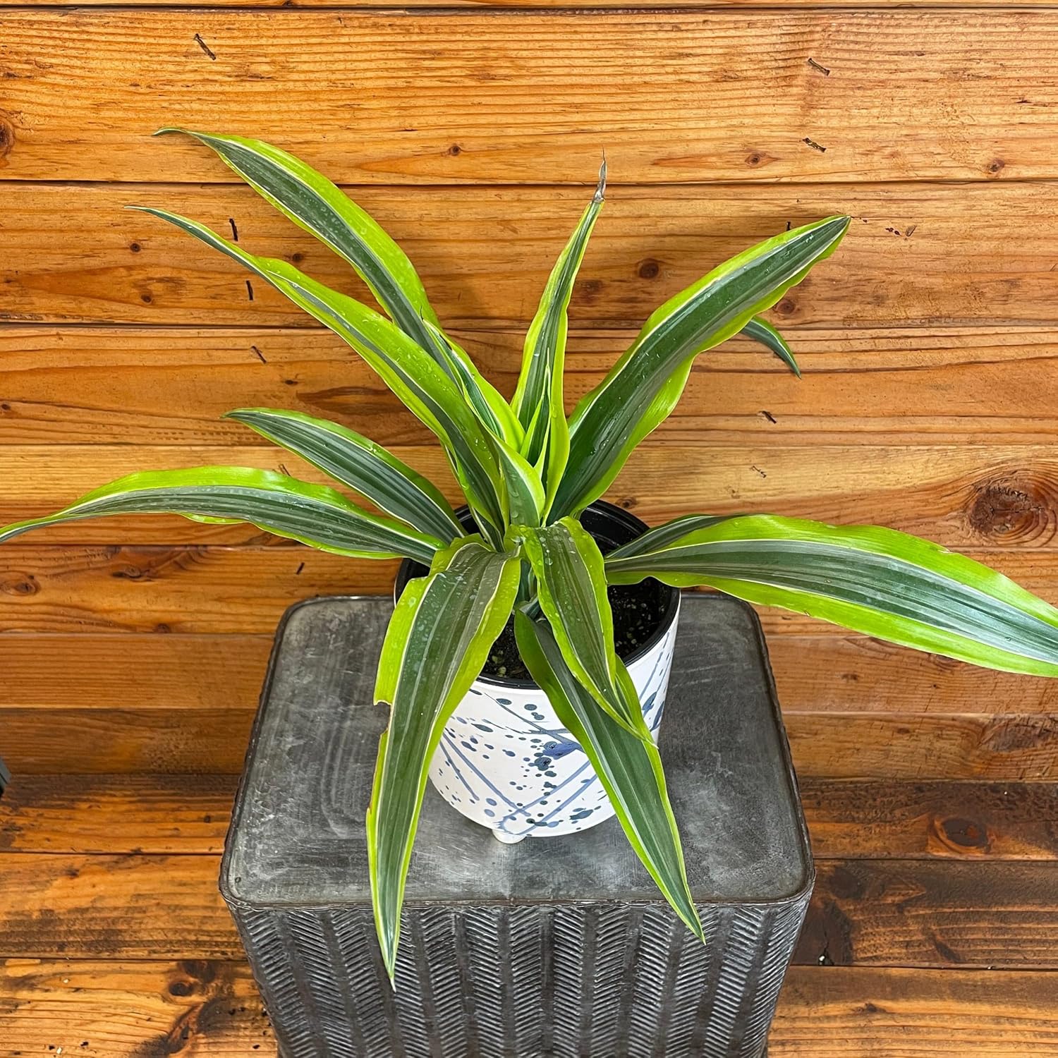 Dracaena Deremensis Lemon Lime