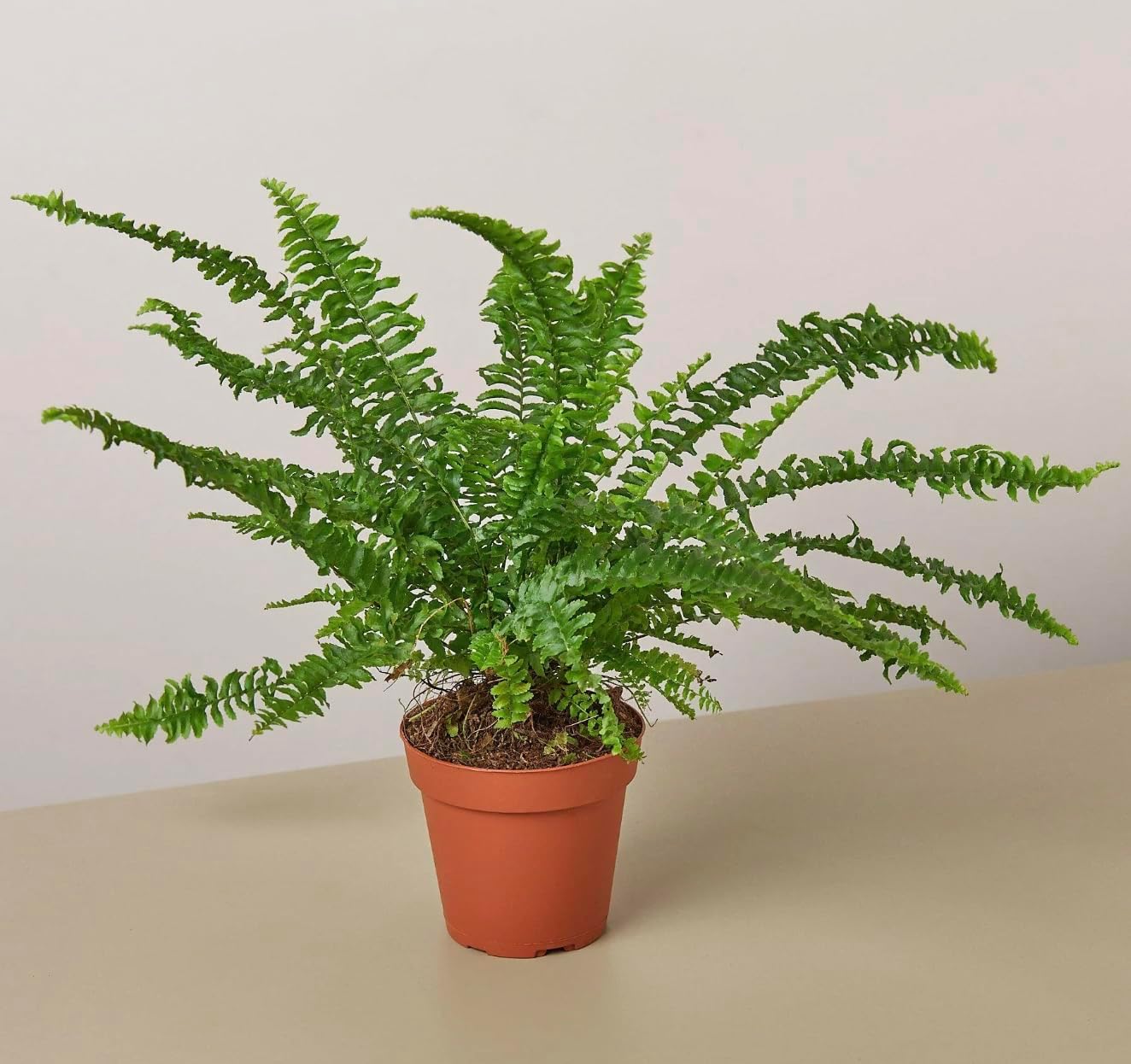 Jesters Crown Fern