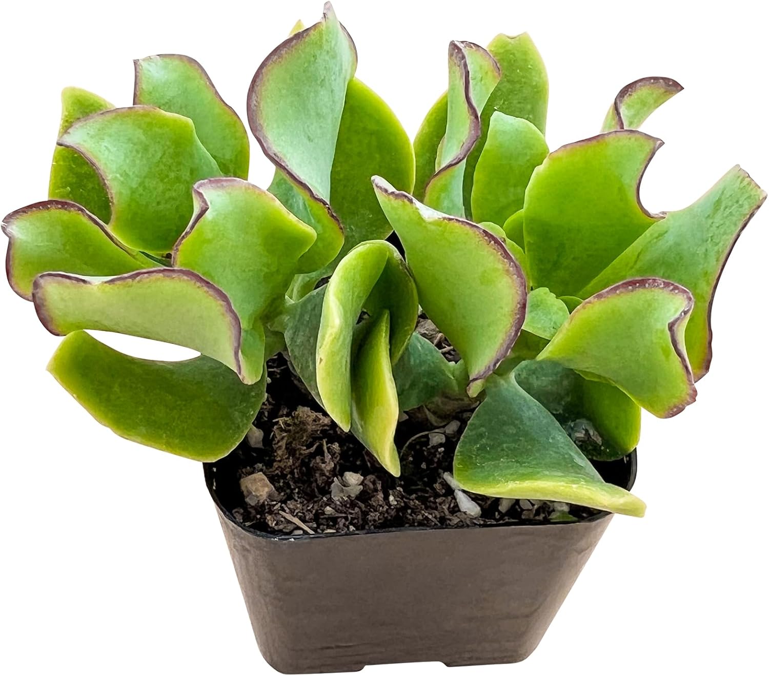 Ripple Jade Succulent