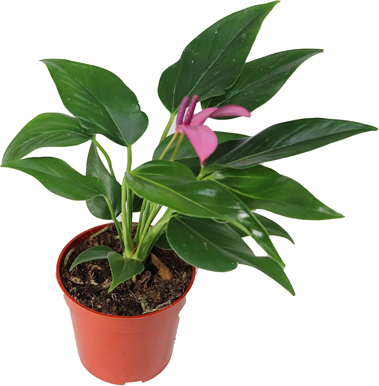 Anthurium Purple