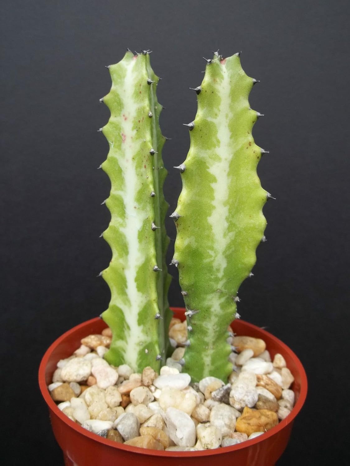 Succulent Euphorbia Dragon Bone