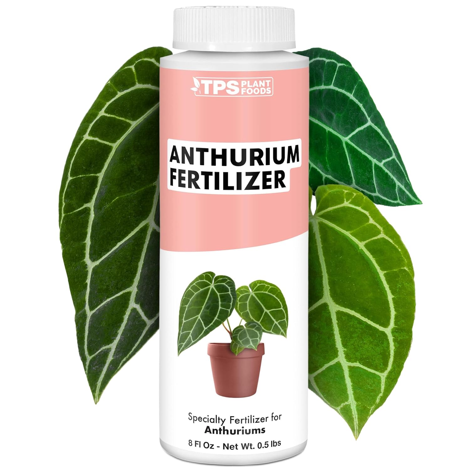 Anthurium Cobra