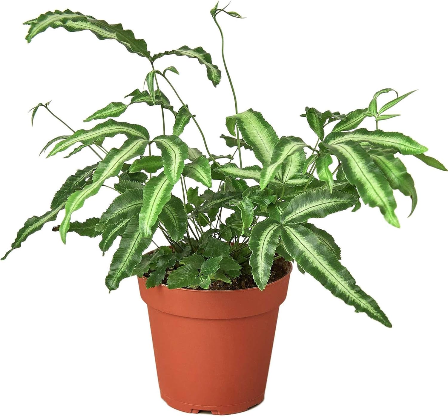 Pteris Cretica Albo Fern