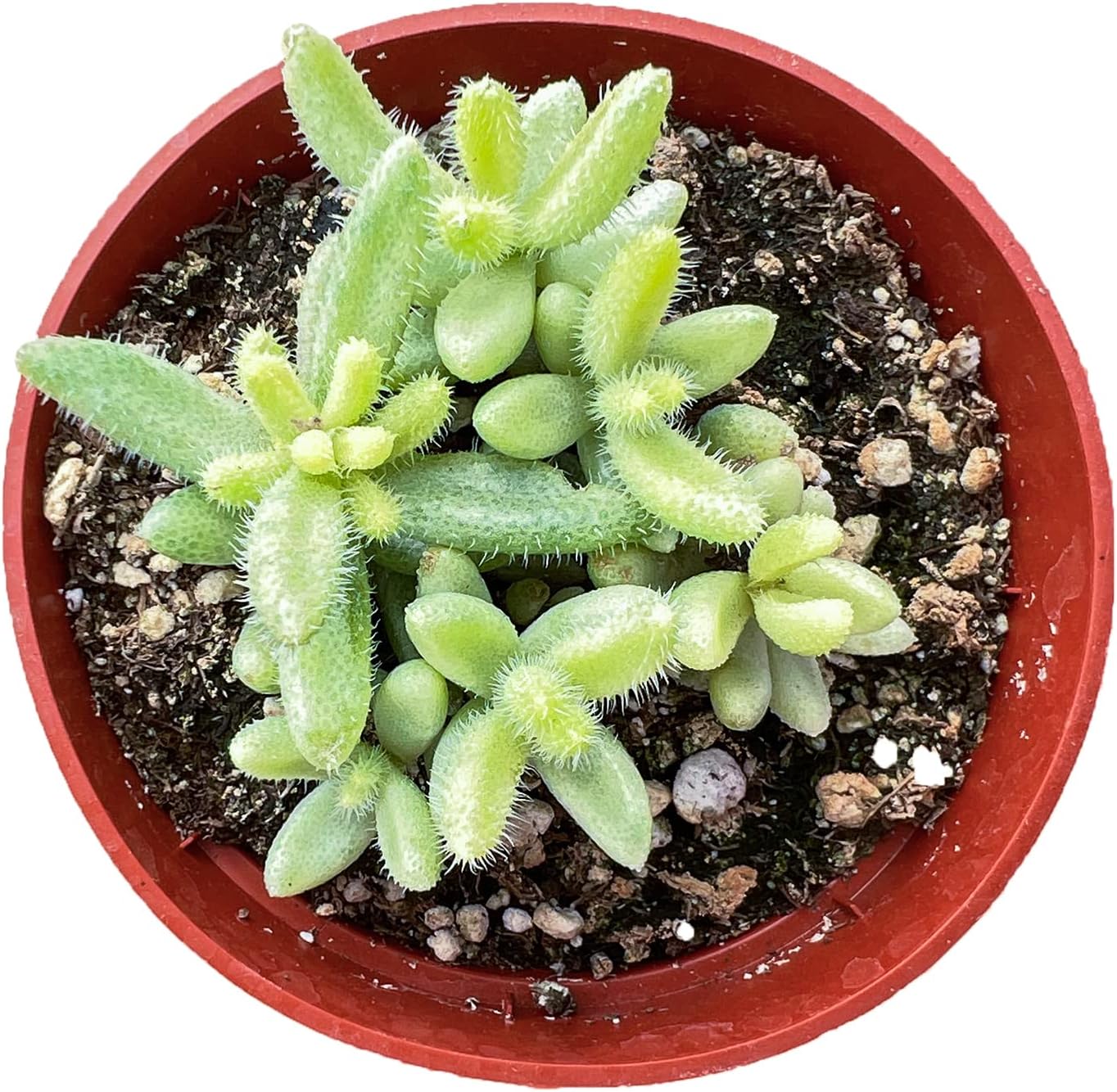 Delosperma Echinatum Pickle Plant