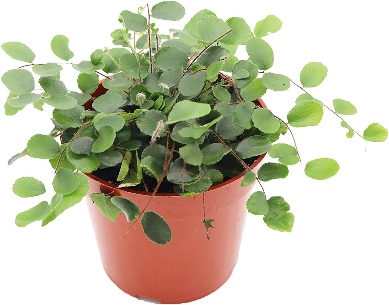 Button Fern