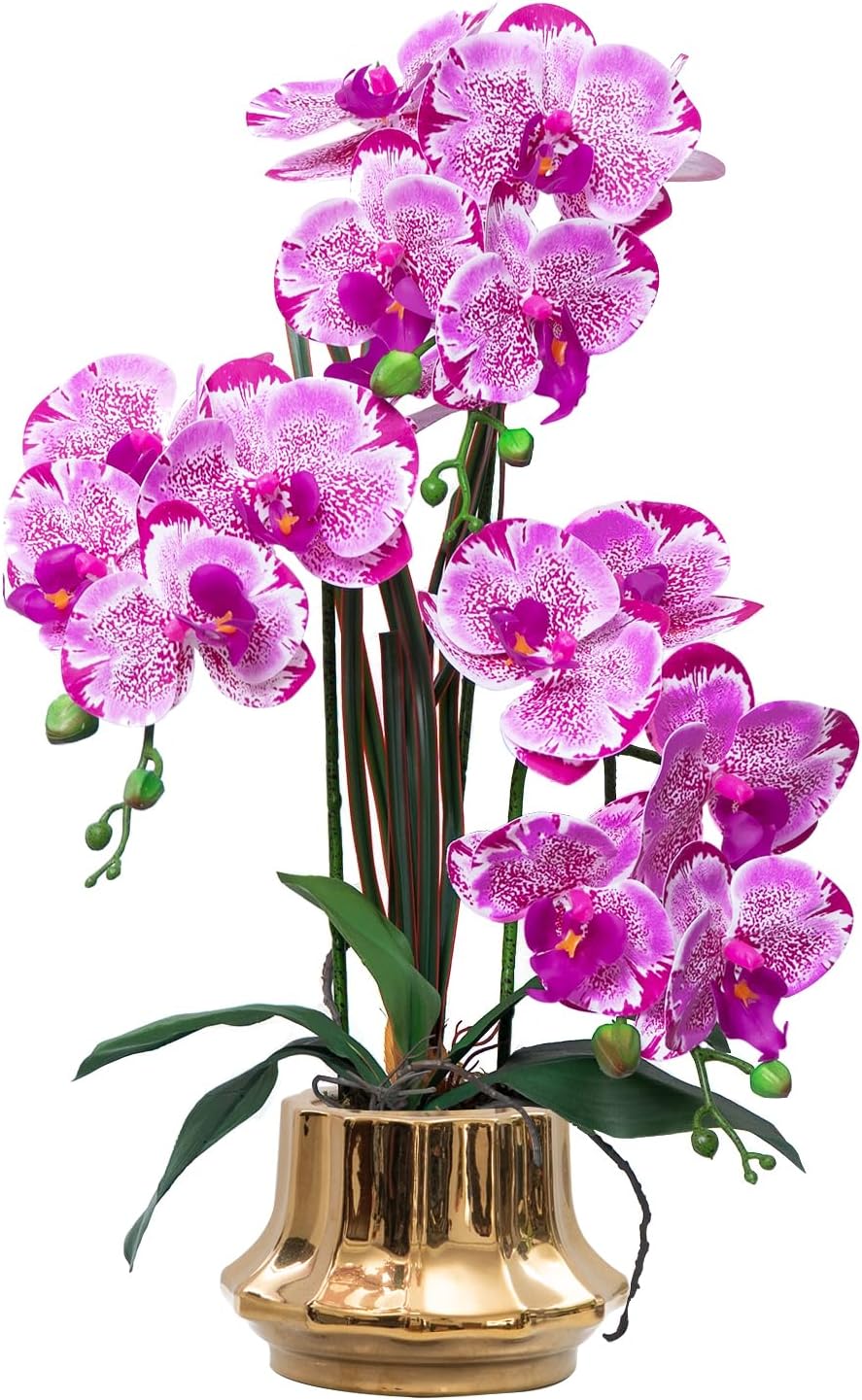 Orchid Purple Spotted Phalaenopsis