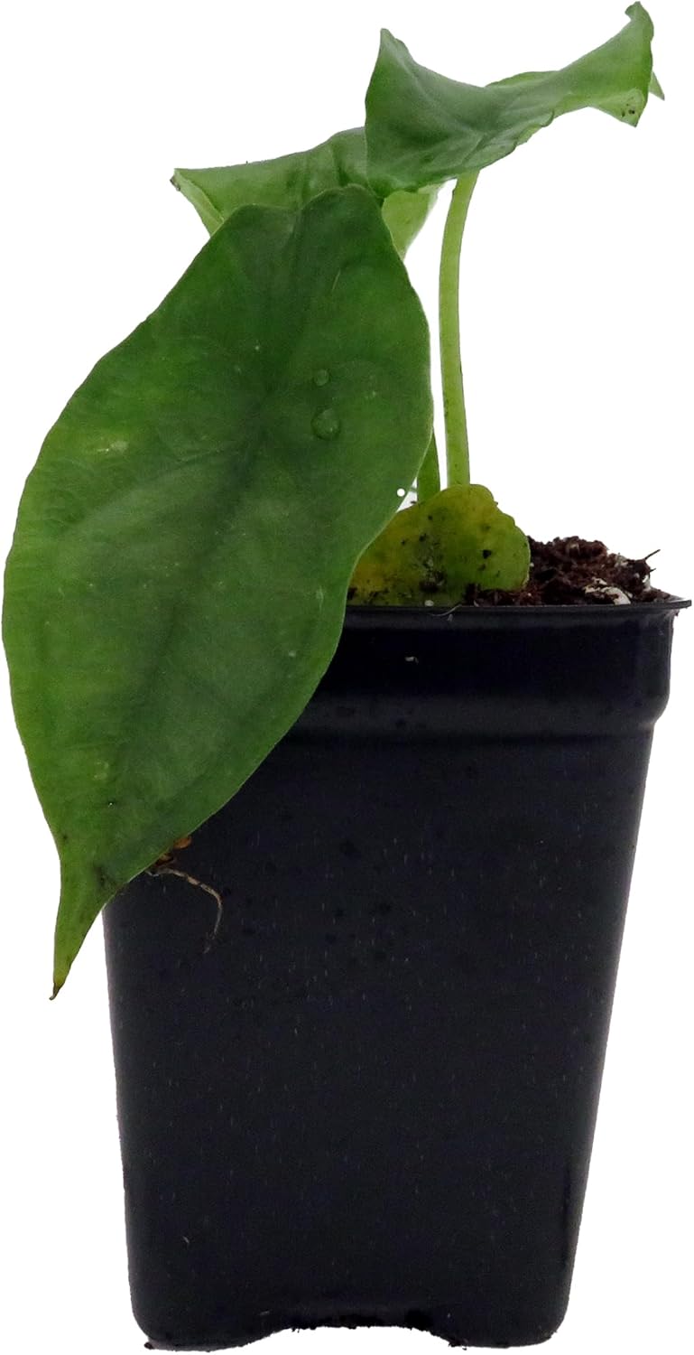 Alocasia Dragons Breath